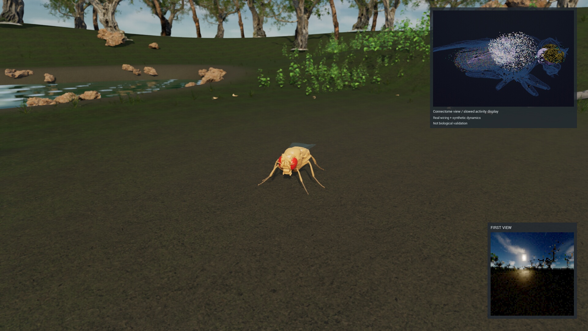 Recorded Unreal fly scene with neural activity and first-person views
