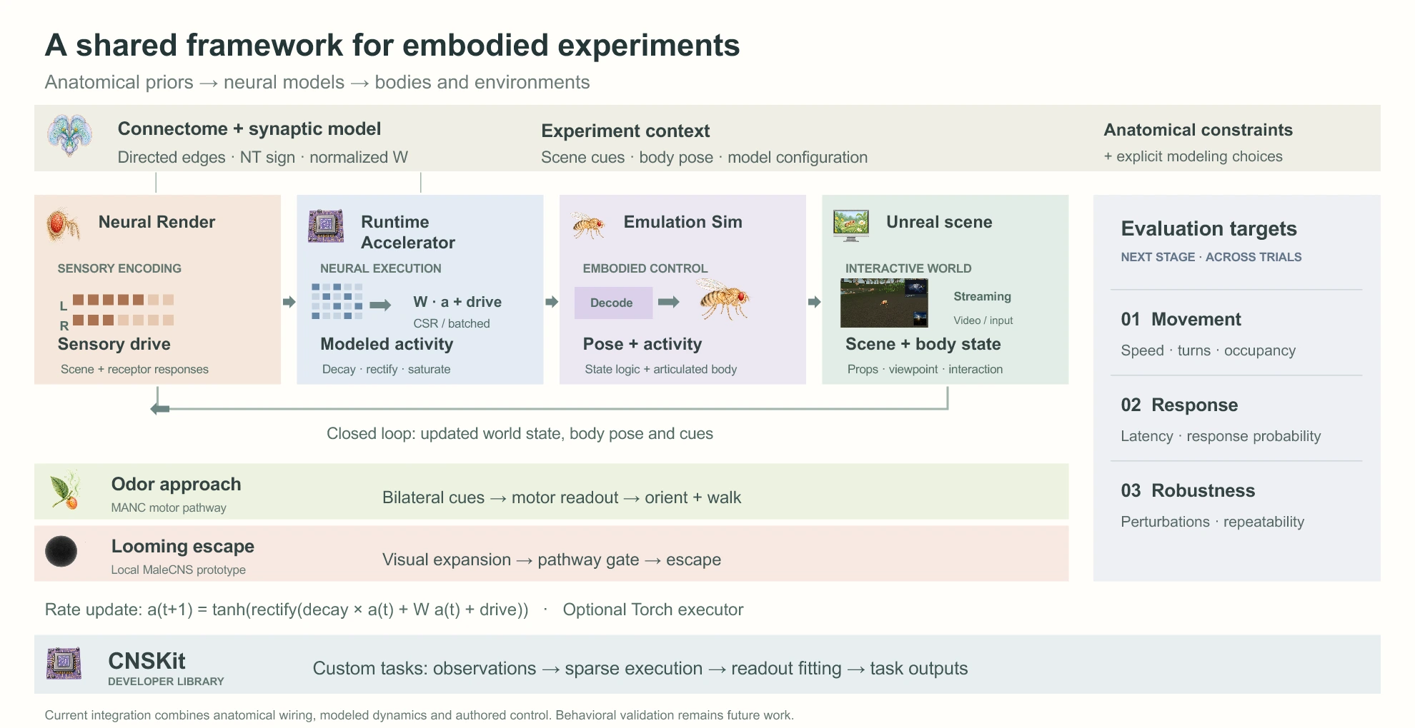 Integrated architecture: Neural Render, Runtime Accelerator, Emulation Sim and Unreal, with synaptic weights, two fly examples and the separate CNSKit task library.
